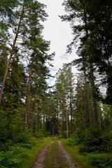 Empty peaceful road in the forest on cloudy day in Sweden