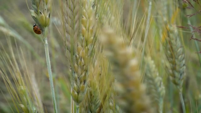 A little ladybug crawls on ears of wheat that sway in the wind on a summer day in the field.