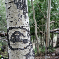 USA, Nevada, Nye County, Antelope Range. Arborglyph that looks a bit like an Asogian ET Extraterrestrial alien being carved by sheep herders in the 1950s,