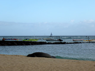 Monk Seal Basking in the sun on Kaimana Beach