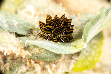 Black Linded Sapsucking Slug , Cyerce nigra