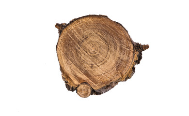 Cross section of   tree trunk showing growth rings
