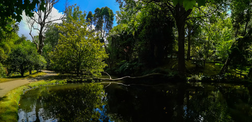 Fototapeta premium Terra Nostra Park in the Azores is a large botanical garden with a huge variety of plants and trees and with lakes, streams and a pool of volcanic origin.