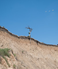 A dry tree standing on the edge of a cliff with a root visible