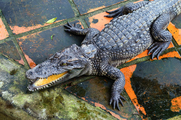 Crocodile with an open mouth on a farm.