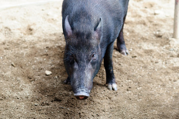 The muzzle of a black vietnamese pig on the farm.
