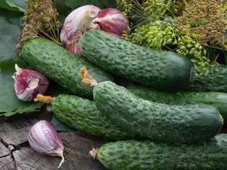 Cucumbers for salting lie on the stump. Set for pickling of cucumbers, garlic and dill. Billets for the winter.