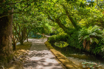 Terra Nostra Park in the Azores is a large botanical garden with a huge variety of plants and trees and with lakes, streams and a pool of volcanic origin.