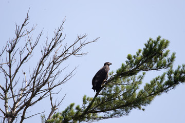 Immature Bald Eagle