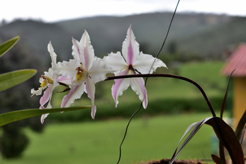 Colombian Orchid in the morning