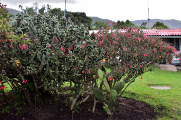 cactus plant in greenhouse