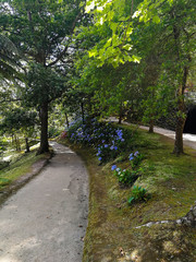 Terra Nostra Park in the Azores is a large botanical garden with a huge variety of plants and trees and with lakes, streams and a pool of volcanic origin.