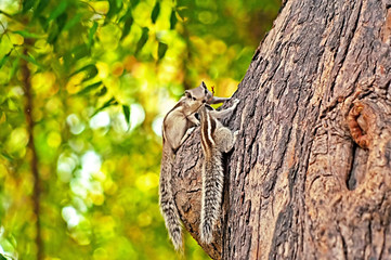 Indian palm squirrels (Funambulus palmarum) on the tree, Delhi park, India
