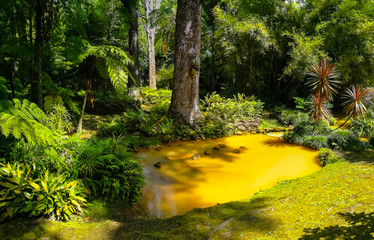 Terra Nostra Park in the Azores is a large botanical garden with a huge variety of plants and trees and with lakes, streams and a pool of volcanic origin.