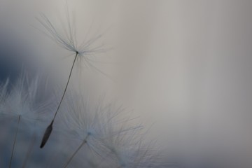 Dandelion against a white background