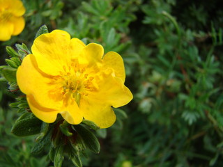 yellow flower in the garden