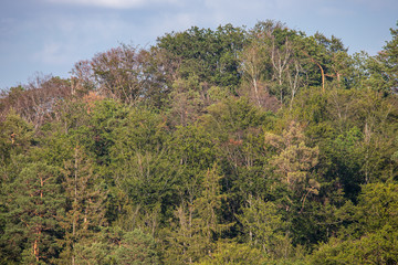 Trockenheit im Harz sterbender Wald folgen des Klimawandel