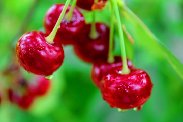 Wet cherry berries after a rain in the summer