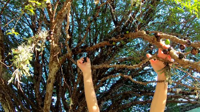 Hands of a woman picking jabuticaba from the tree.