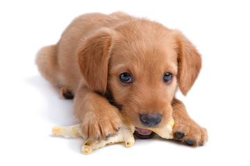 two months old russian spaniel puppy gnaws chicken feet toy