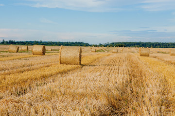 Fototapeta premium Yellow golden straw bales of hay in the stubble field, agricultural field under a blue sky with clouds. Straw on the meadow. Countryside natural landscape. Grain crop, harvesting.