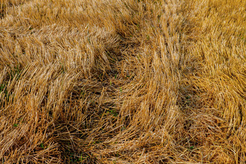 yellow straw texture closeup on a hot summer day