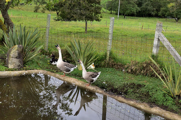 Ducks entering to tha lake