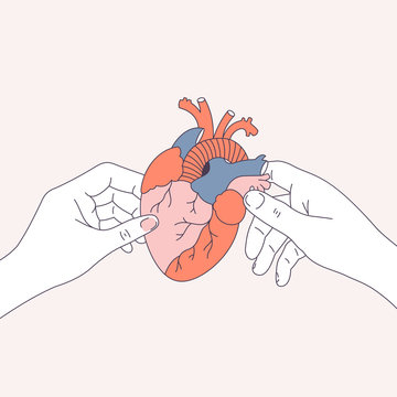Couple hands holding an anatomical heart. Dating and relationship illustration. Vector illustration