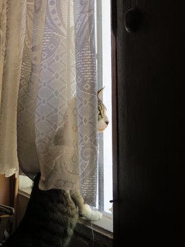 Gatito mirando por la ventana