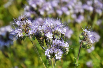 The field is blooming phacelia