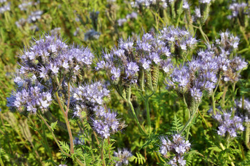 Obraz premium The field is blooming phacelia