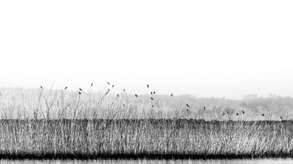 Beautiful black and white landscape: Beautiful many birds landing on the tree with lake, nature series