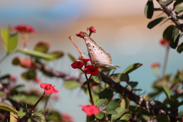 Butterfly and Flower