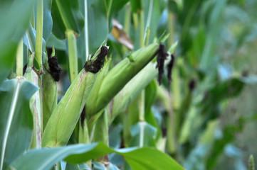 On the stem of corn ripens the cob