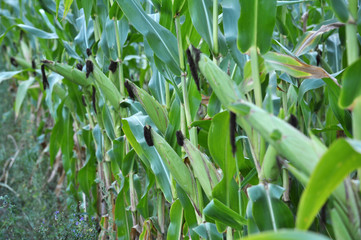 Fototapeta na wymiar On the stem of corn ripens the cob