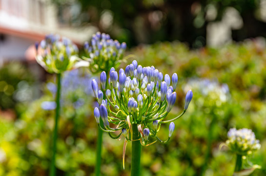 Ithuriel's spear, triteleia laxa field in bloom closeup view blur background