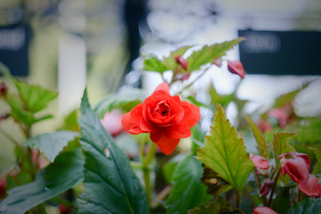 Rose flower bright red in the park in summer