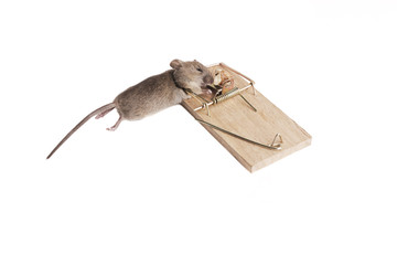 Mouse in a mousetrap it is isolated on a white background