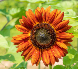 Red and orange sunflower with blurred green background