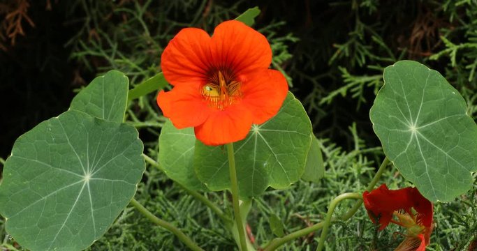 Micro shot of the Flowers