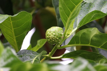 Noni Fruit (Morinda Citrifolia)