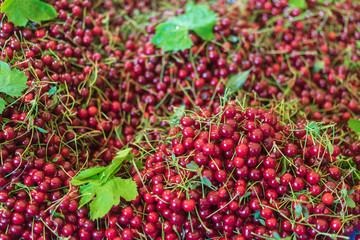 Red cherries, local market