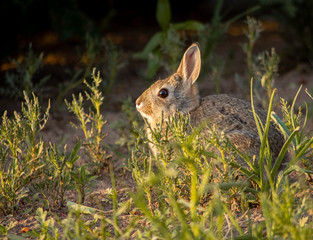 Closeup of adorable rabbit out in a field in evening light.