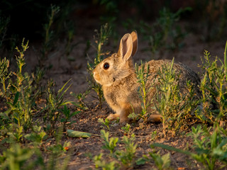 Closeup of adorable rabbit out in a field in evening light.