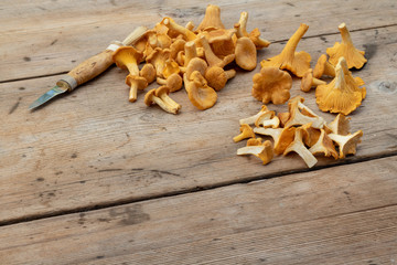 Yellow chanterelles on wooden background and a knife