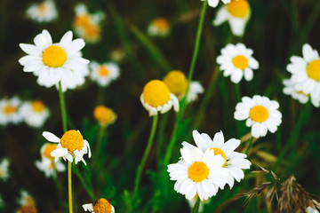 Fototapeta premium A lot of daisies in the grass. Beautiful wildflowers.