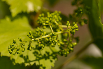 Viticulture - flowers of the vine. Wine-making. Technology of wine production. Wine production in Moldova.	