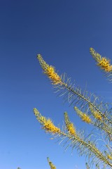 Commonly described as Princes Plume, and botanically as Stanleya Pinnata, this shrub, in Joshua Tree National Park, is a native competitor of Southern Mojave Desert plant communities.