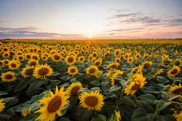 Keuken spatwand met foto Sunflower background. Big field of blooming sunflowers against setting sun in countryside © Vitalii