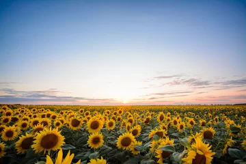 Rolgordijnen Landscape of sunflower field with deep-blue sky and copy space for inscription © Vitalii